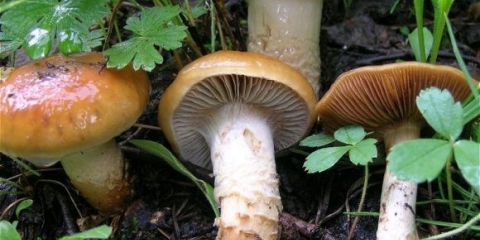 Obična paučina: fotografija i opis