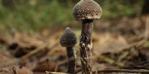 Paučina je opnasta: fotografija i opis