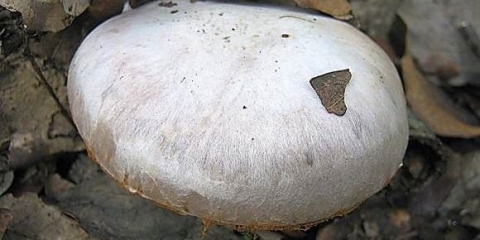 Srebrna paučina: fotografija i opis