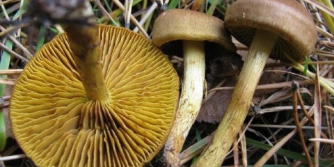 Šafran od paučine (kesten braon): fotografija i opis