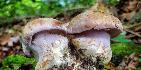 Cobweb sizonozhkovy: fotografija i opis