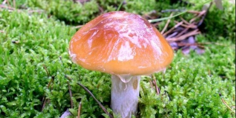 Paučina sluzi: fotografija i opis