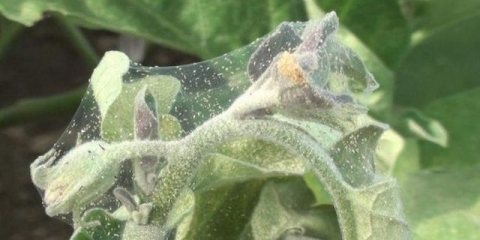 Paukova grinja na patlidžanu