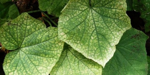 Paukova grinja na krastavcima