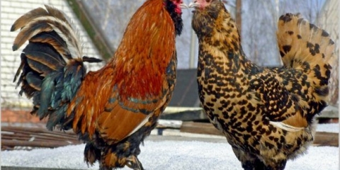 Pavlovska pasmina pilića