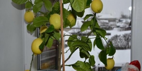 Pavlovski limun (pavlova): kućna njega