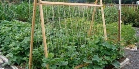 Sorte vanjskih krastavaca koje se oprašuju pčelama