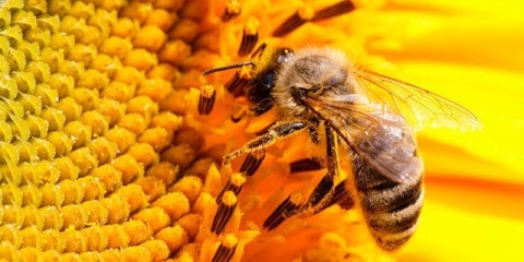 Karnik pčele: karakteristike + opis pasmine