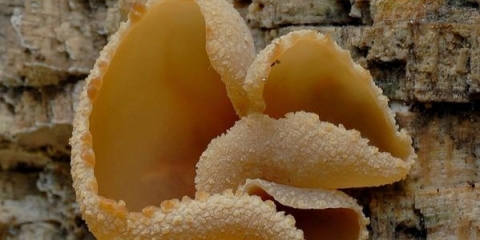 Promjenjiva paprika: fotografija i opis