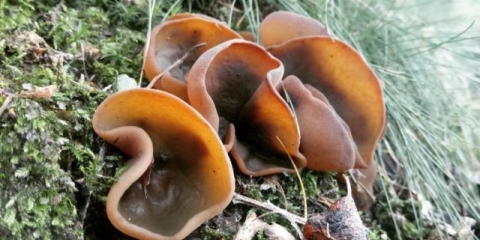 Smeđi biber (braon-kesten, maslinasto-smeđi): fotografija i opis