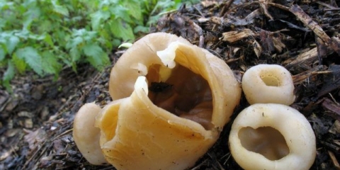 Bubble biber: fotografija i opis