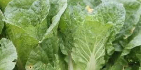 Kineski kupus bilko f1