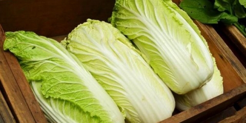 Pekinški kupus, uzgoj