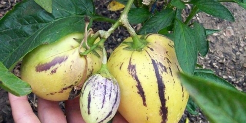 Pepino: šta je ovo biljka