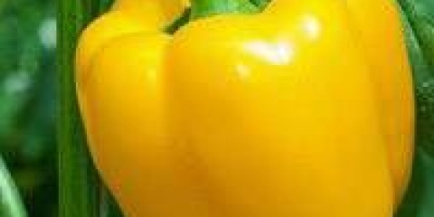 Pepper admiral kolchak f1