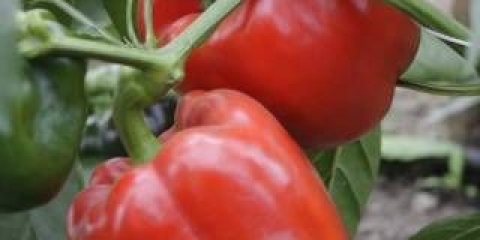 Pepper admiral ushakov f1