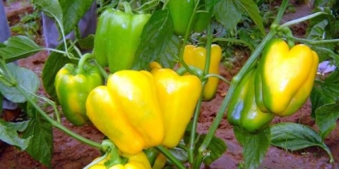 Gemini paprika f1: opis + fotografija