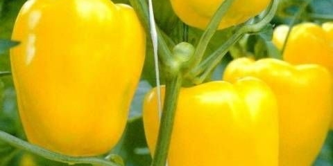Pepper gigant yellow f1
