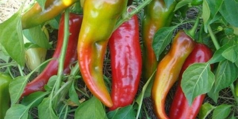 Kakadu paprika f1: recenzije + fotografije