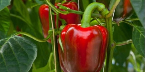 Pepper california čudo: recenzije, fotografije