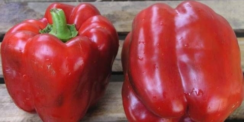 Paprika claudio f1: karakteristike i opis sorte