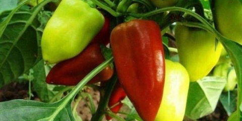 Lastavica bibera: recenzije, fotografije