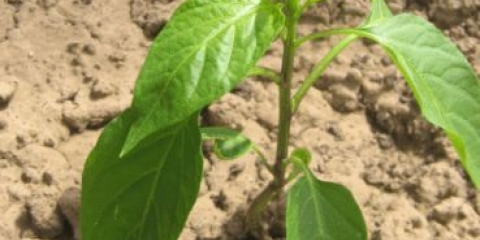 Paprika ljuta ovčetina: opis i karakteristike sorte, fotografije, recenzije, uzgoj