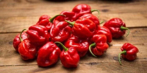 Ljuta paprika habanero: opis, fotografija, uzgoj kod kuće, koliko scovillea, recenzije