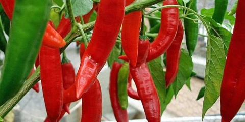 Ljuta paprika: sjemenke, najbolje sorte