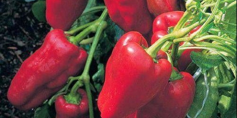 Pepper let: karakteristike i opis sorte