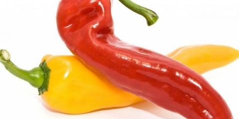 Ramiro paprika: uzgoj i njega