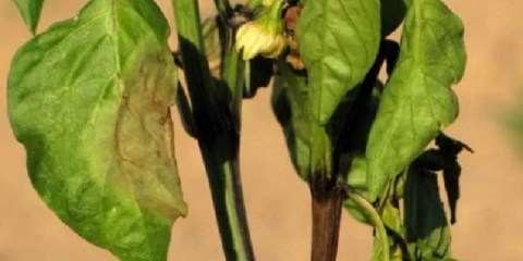 Paprika slatka velika borba: opis sorte, fotografija, recenzije, prinos