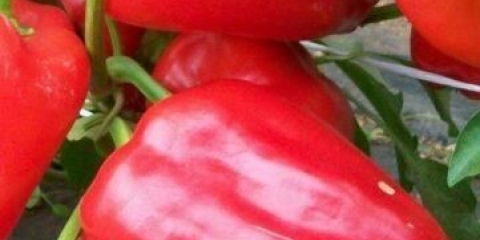 Egipatska snaga slatke paprike: karakteristike i opis sorte, fotografije, recenzije