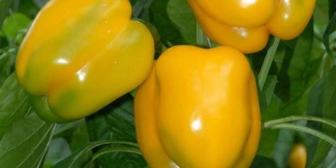 Zlatno čudo od bibera: recenzije + fotografije