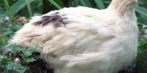 Prepelice za meso - uzgoj i tov mesnih pasmina