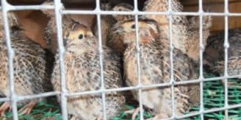 Prepelice - držanje kod kuće, uzgoj i njega