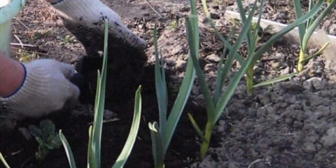 Presađivanje belog luka u proleće na novo mesto
