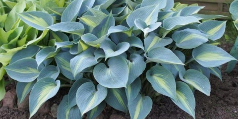 Presađivanje domaćina na drugo mjesto: proljeće, ljeto, jesen, metode, preporuke