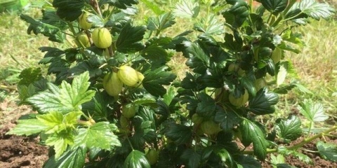 Presađivanje ogrozda u proljeće na novo mjesto