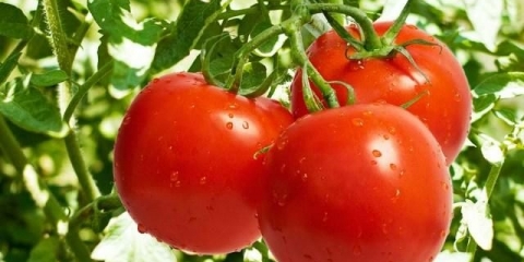 Transplantacija paradajza