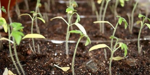 Presađivanje rasada paradajza u aprilu - povoljni dani