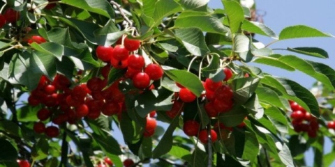 Presađivanje trešnje na novo mjesto u proljeće, ljeto: uslovi i pravila