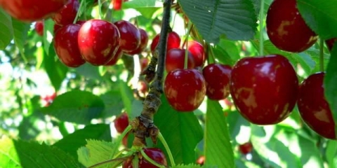 Presađivanje trešnje u proljeće na novo mjesto