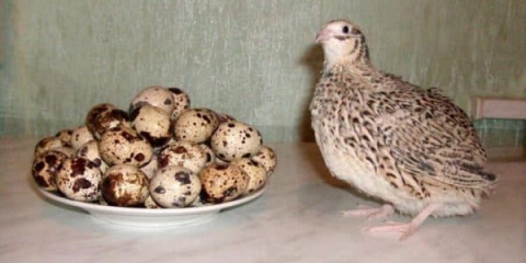 Period nesenja jaja za prepelice nesilice