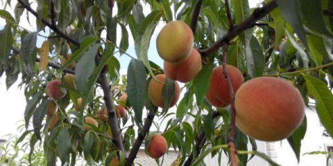 Omiljeni moretini breskve: opis