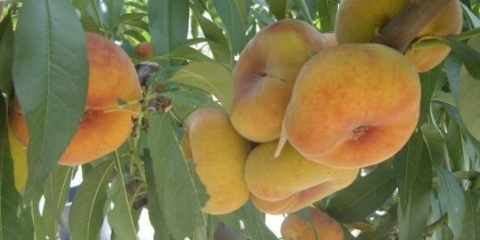 Smokva breskva: opis + fotografija