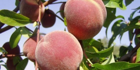 Rana kijevska breskva