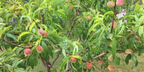 Drvo breskve: fotografija kako raste