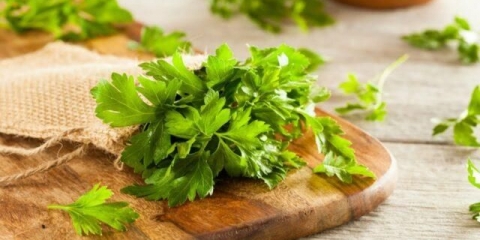 Peršun: povrće ili začinsko bilje, višegodišnji ili jednogodišnji usev, naziv, sorte