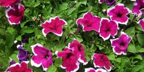 Petunija - šta je to, opis, kako cvjeta, godišnja ili višegodišnja